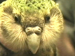 kakapo rescue